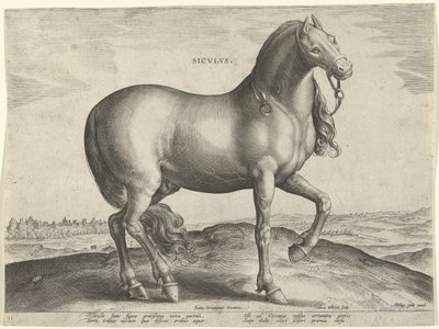 シチリアの馬 (Siculus) Sicvlvs (オブジェクトのタイトル) オーストリアのドン ファンの王室厩舎の馬の品種 (シリーズ タイトル) Equile Ioannis Austriaci Caroli (シリーズタイトル) 作： Hieronymus Wierix