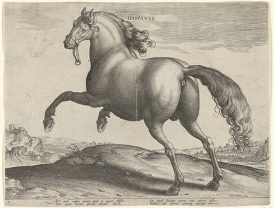 スペインからの馬 (Hispanus Alter) Hispanvs (オブジェクトのタイトル) オーストリアのドン ファンの王室厩舎の馬の品種 (シリーズ タイトル) Equile Ioannis Austriaci Caroli (シリーズタイトル) 作： Hieronymus Wierix