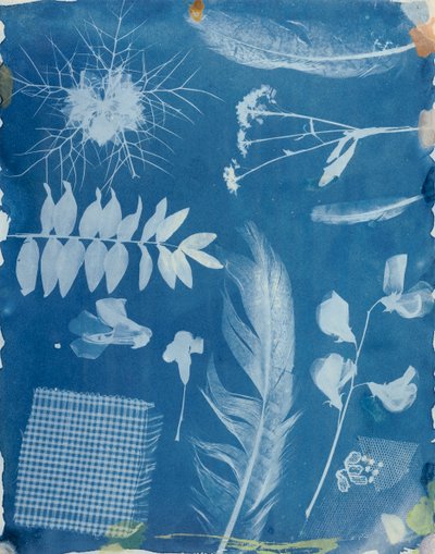 1842年頃のBayardによる植物標本（シアノタイプ 作： Hippolyte Bayard