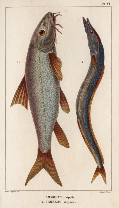 Ammodyte equille と下品な Barbeau.」「医師の動物相または動物の歴史とその製品 by Hippolyte Cloquet」 - 第 6 巻 - 1825 年。 作： Hippolyte Cloquet