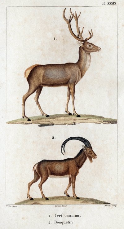 一般的なシカとアイベックス。」「Fauna des Mdecins または動物の歴史とその製品 by Hippolyte Cloquet」 - 第 6 巻 - 1825 年。 作： Hippolyte Cloquet