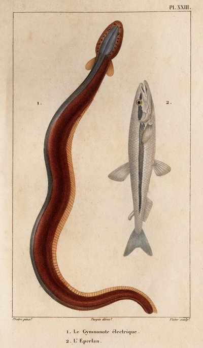 エレクトリック ジムノノートとワカサギ。 医療動物相またはヒッポリュテ クロケによる動物とその製品の歴史」 - 第 6 巻 - 1825 年。 作： Hippolyte Cloquet