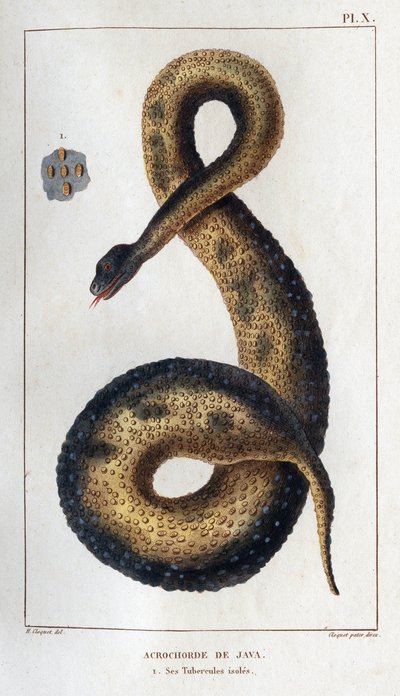 ジャバタグ。 その断熱繊維。 「Fauna des Médecins または動物の歴史とその製品 by Hippolyte Cloquet」 - 第 6 巻 - 1825 年。 作： Hippolyte Cloquet
