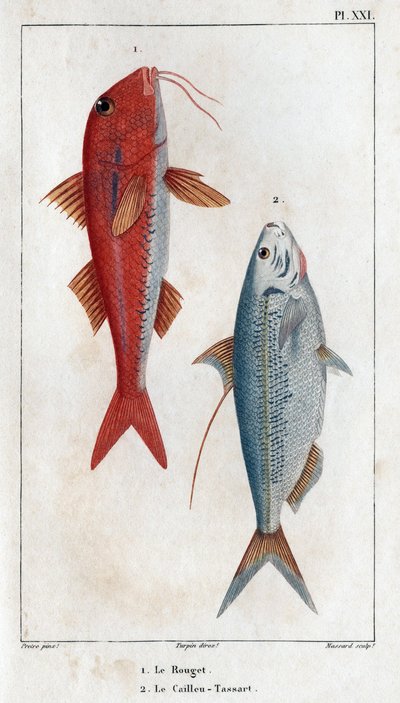 Rouget と Caillou-Tassart (Caillou Tassart)。 「“Fauna des Medecins or history of animal and their products by Hippolyte Cloquet”」 - 第 6 巻 - 1825 年。 作： Hippolyte Cloquet