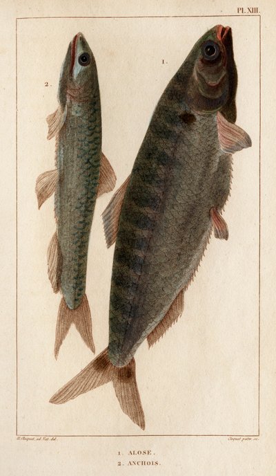 シャッドとアンチョビ。」「Fauna des Mdecins または動物の歴史とその製品 by Hippolyte Cloquet」 - 第 6 巻 - 1825 年。 作： Hippolyte Cloquet