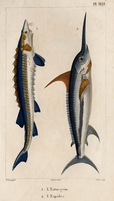 チョウザメとメカジキ。」「Fauna des Médecins or History of Animals and their products by Hippolyte Cloquet」 - 第 6 巻 - 1825 年。 作： Hippolyte Cloquet