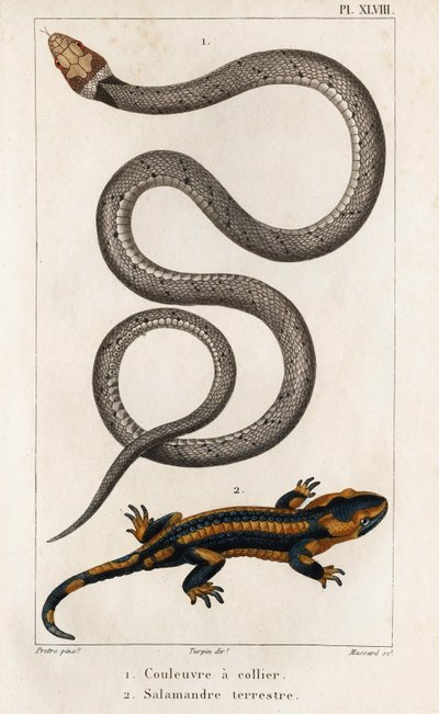 襟付きのヘビ、ランドサラマンダー。」「Fauna des Médecins or History of Animals and their products by Hippolyte Cloquet」 - 第 6 巻 - 1825 年。 作： Hippolyte Cloquet