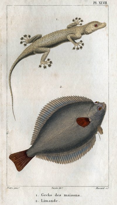 家と Limand の Gecko。 Hippolyte Cloquet の「「物理学の動物相または動物とその製品の歴史」からのプレート 作： Hippolyte Cloquet