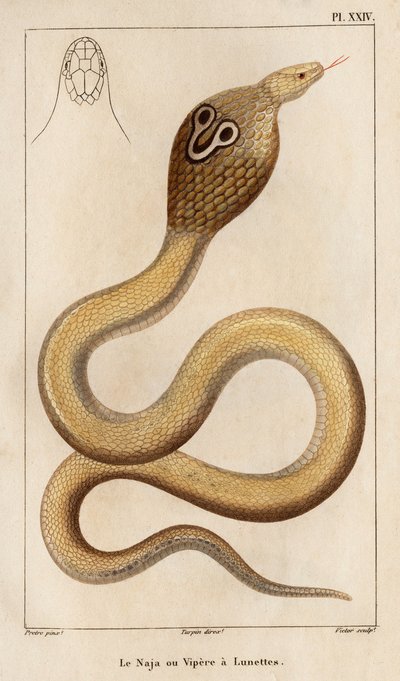 Naja または Viper はメガネを持っています。」「Fauna des Médecins または動物の歴史とその製品 by Hippolyte Cloquet」 - 第 6 巻 - 1825 年。 作： Hippolyte Cloquet