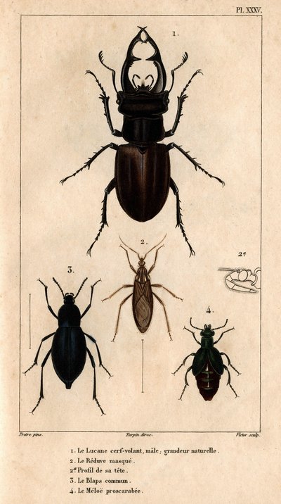 男性の凧の天窓、自然なサイズ、Reduve マスク、一般的な拍手、「医師の動物相またはヒッポリュテ クロケによる動物とその製品の歴史」 - ボリューム 6 - 1825 のプロスカラビー メロエ。 作： Hippolyte Cloquet