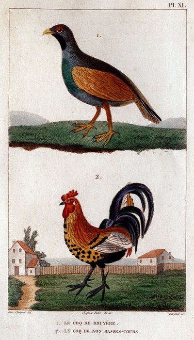 Bruyere のオンドリと私たちの低コースのオンドリ」「Fauna des Mdecins または動物の歴史とその製品 by Hippolyte Cloquet」 - 第 6 巻 - 1825 年。 作： Hippolyte Cloquet