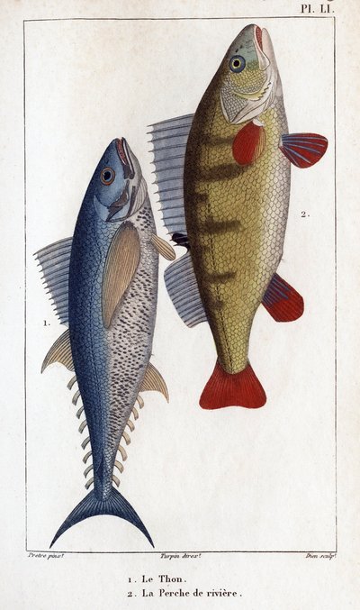 マグロとカワウソ."" 医師の動物相または動物の歴史とその製品 by Hippolyte Cloquet"" - 作： Hippolyte Cloquet
