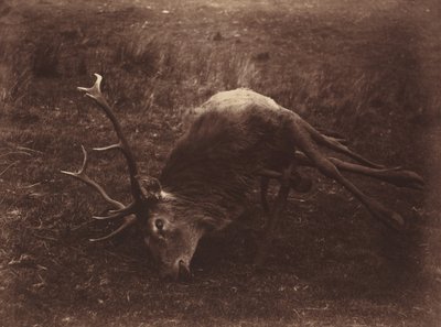 1857年、死んだ雄鹿（写真） 作： ホレイショ・ロス
