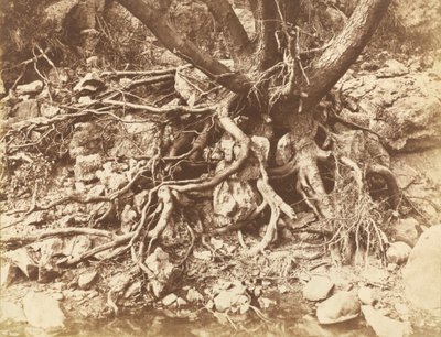 根のもつれのある木、1853年。 作： Hugh Owen