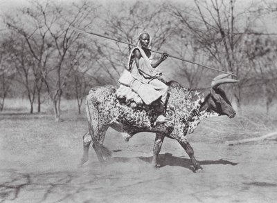 アフリカアウラド・ハミド牛乗り（モノクロ写真） 作： Hugo Adolf Bernatzik
