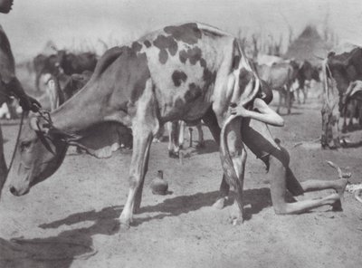 アフリカ牛をなでる北部ディンカ族（モノクロ写真） 作： Hugo Adolf Bernatzik