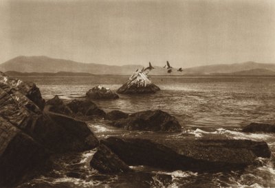 メキシコ：マンサニージョ海岸、ペリカノス、コリマ州（モノクロ写真） 作： Hugo Brehme