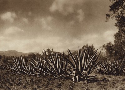 メキシコ：リュウゼツラン畑のあるテペパム周辺（モノクロ写真） 作： ウーゴ・ブレーメ
