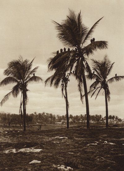 メキシコ：ベラ・クルス、ブイトレス周辺（モノクロ写真） 作： Hugo Brehme