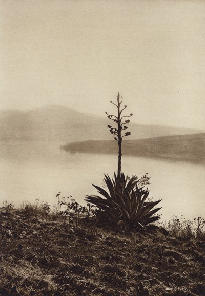 メキシコ：アガベが咲き乱れるチャパラ湖畔（モノクロ写真） 作： Hugo Brehme