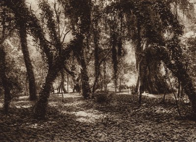 メキシコ：チャプルテペック公園ののどかな場所（モノクロ写真） 作： ウーゴ・ブレーメ