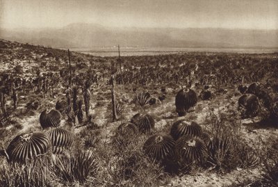 メキシコ：シエラ・デ・テワカン、手前は "エキノカクタス・グランディス"（モノクロ写真） 作： Hugo Brehme