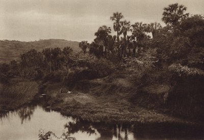 メキシコ：タマソポ、ヤシの木のある風景（モノクロ写真） 作： Hugo Brehme