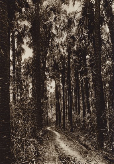 メキシコ：タマソポ、パルマール（モノクロ写真） 作： Hugo Brehme