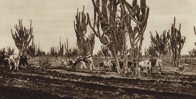 メキシコ：フィールドワーク、シナロア州（モノクロ写真） 作： ウーゴ・ブレーメ