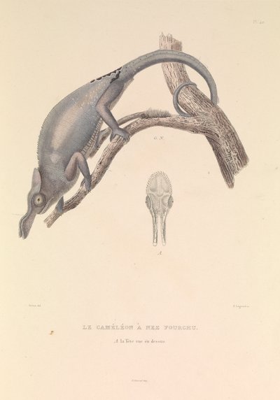 分かれ鼻のカメレオン 作： Hyacinthe Yves Philippe (1781 1846) Potentien