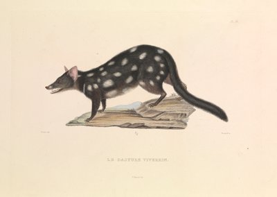 アライグマ・ダシュア 作： Hyacinthe Yves Philippe (1781 1846) Potentien