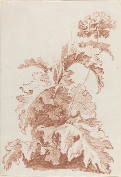 ケシの花 作： I Jean Baptiste Hüet
