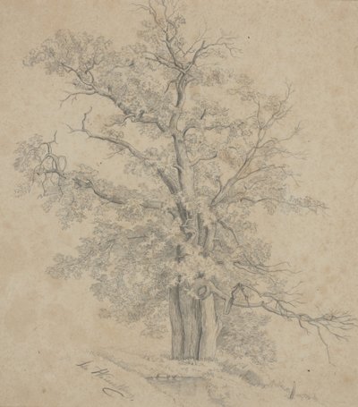 樹木 作： Ida Weisselberg Hadra