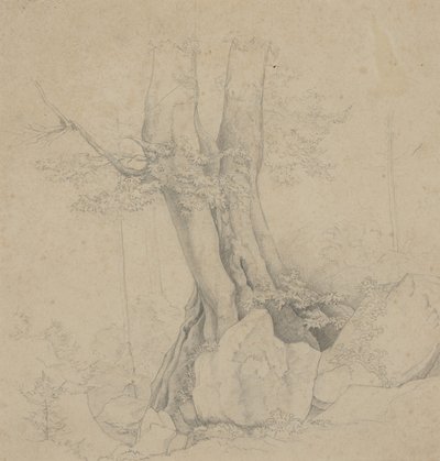 木と岩 作： Ida Weisselberg Hadra