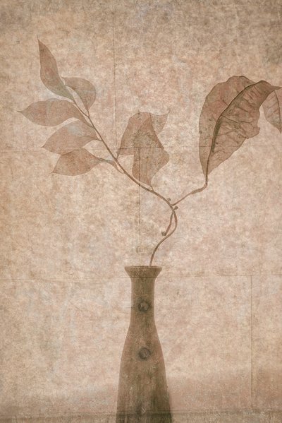 繊細なセピア色の植物画 作： Igor Tokarev