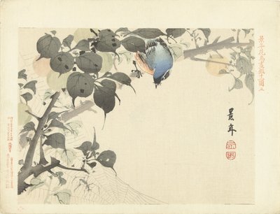 クモを見て枝に青オレンジ色の鳥 桂年花鳥画（シリーズ名） 経年課長画譜 作： Imao Keinen