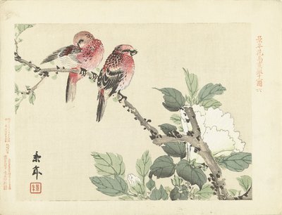 白い花の枝に 2 羽の赤い鳥 桂年花鳥画（シリーズタイトル） 経年課長画譜 作： Imao Keinen