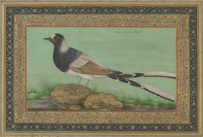 斑点を付けられたフォークテール（不透明な水彩画と紙の上の金） 作： Indian School