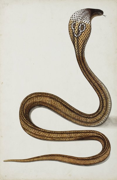 フードが広がったコブラ（Maja tripudians）、1785-89（紙に不透明なトイレ） 作： Indian School