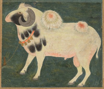金の鎖をつけた王の雄羊、c. 1585年（紙に不透明な水彩と金） 作： Indian School