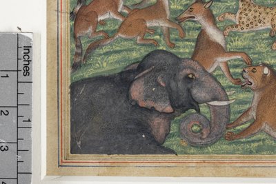 彼自身のキングを発音したジャッカルからの詳細、c.1560-65（紙に不透明なトイレと金） 作： Indian School