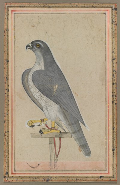 ファルコン 1770年頃 （不透明水彩、紙） 作： インドの学校
