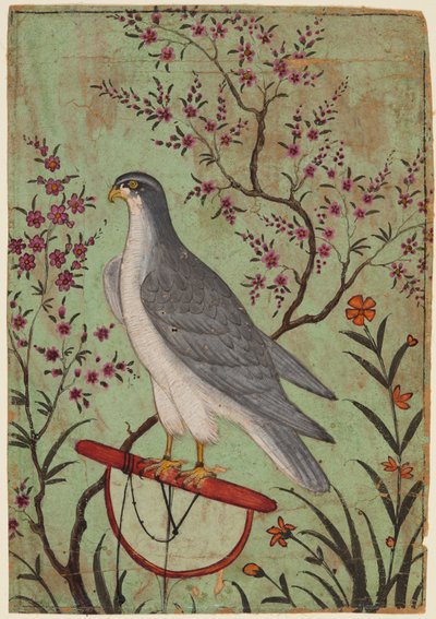 止まり木の隼 1610年頃（紙に彩色） 作： Indian School