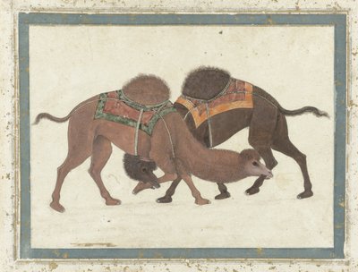 ラクダの戦い、1680〜1700年頃 作： Indian School