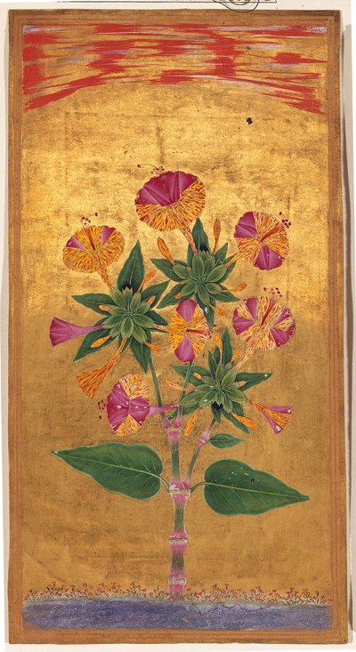 4つのOClockまたはThe Marvel of Peru（Mirabilis Jalapa）、ムガール時代、1640年頃（不透明な水彩画と紙の上の金） 作： Indian School