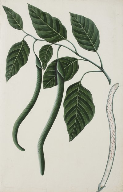 Bignoniaceae、1785-89の1つの果物と葉（紙に不透明なトイレ） 作： Indian School