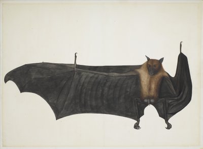 グレートインディアンフルーツバット、c.1777-82（紙に鉛筆、インク、水彩） 作： Indian School