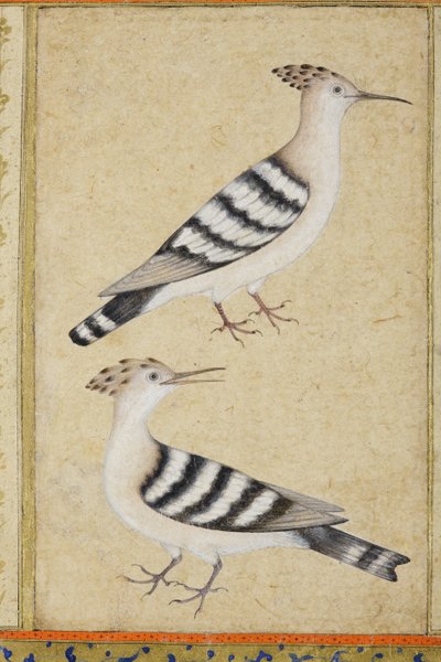 ヤツガシラ、1590年頃（紙に不透明なトイレと金） 作： Indian School