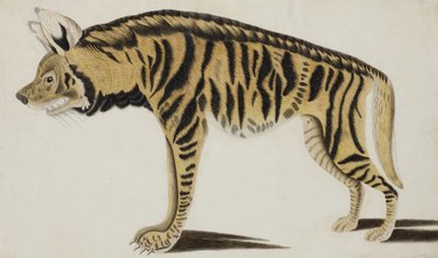 ハイエナ、1794年以降（紙に不透明なトイレ） 作： Indian School