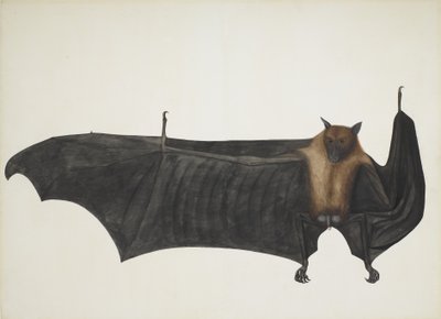 インディアン・フライング・フォックス（グレート・インディアン・フルーツ・バット） Pteropus Giganteus, c. 1800 （手彩色のエングレービング 作： Indian School